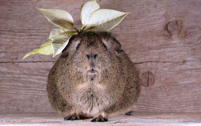 brown guinea pig with yellow leaves on top